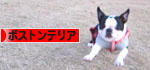にほんブログ村 犬ブログ ボストンテリアへ