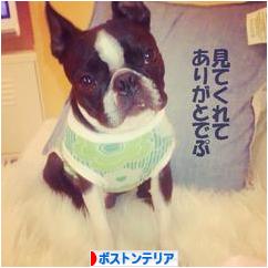にほんブログ村 犬ブログ ボストンテリアへ