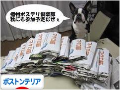 にほんブログ村 犬ブログ ボストンテリアへ