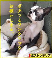 にほんブログ村 犬ブログ ボストンテリアへ
