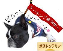 にほんブログ村 犬ブログ ボストンテリアへ