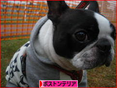 にほんブログ村 犬ブログ ボストンテリアへ