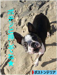 にほんブログ村 犬ブログ ボストンテリアへ