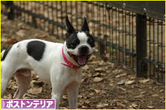 にほんブログ村 犬ブログ ボストンテリアへ