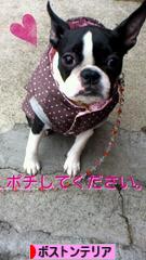 にほんブログ村 犬  ブログ ボストンテリアへ