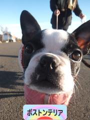 にほんブログ村 犬ブログ ボストンテリアへ