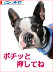 にほんブログ村 犬ブログ ボストンテリアへ