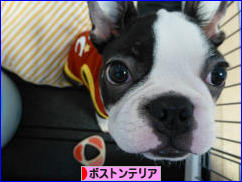にほんブログ村 犬ブログ ボストンテリアへ