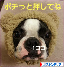 にほんブログ村 犬ブログ ボストンテリアへ