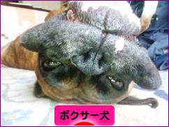 にほんブログ村 犬ブログ ボクサー犬へ