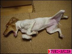 にほんブログ村 犬ブログ ブリタニースパニエルへ