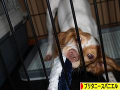 にほんブログ村 犬ブログ ブリタニースパニエルへ