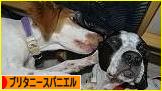 にほんブログ村 犬ブログ ブリタニースパニエルへ