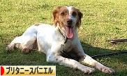 にほんブログ村 犬ブログ ブリタニースパニエルへ