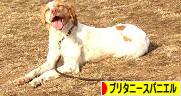 にほんブログ村 犬ブログ ブリタニースパニエルへ