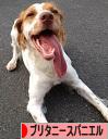 にほんブログ村 犬ブログ ブリタニースパニエルへ