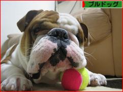 にほんブログ村 犬ブログ ブルドッグへ