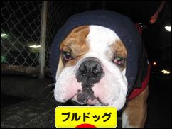 にほんブログ村 犬ブログ ブルドッグへ