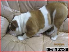 にほんブログ村 犬ブログ ブルドッグへ
