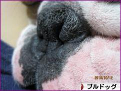 にほんブログ村 犬ブログ ブルドッグへ