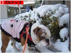 にほんブログ村 犬ブログ ブルドッグへ