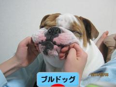 にほんブログ村 犬ブログ ブルドッグへ