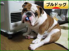 にほんブログ村 犬ブログ ブルドッグへ