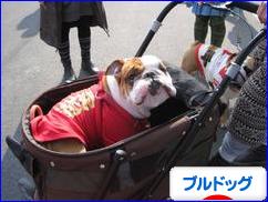 にほんブログ村 犬ブログ ブルドッグへ