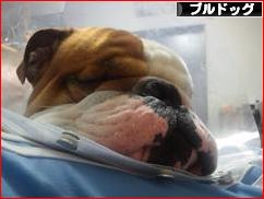 にほんブログ村 犬ブログ ブルドッグへ