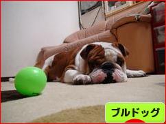 にほんブログ村 犬ブログ ブルドッグへ