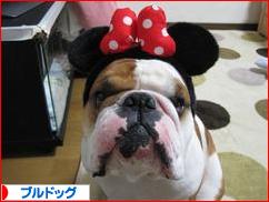 にほんブログ村 犬ブログ ブルドッグへ