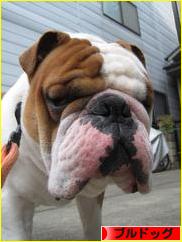 にほんブログ村 犬ブログ ブルドッグへ