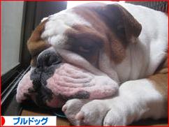 にほんブログ村 犬ブログ ブルドッグへ
