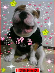 にほんブログ村 犬ブログ ブルドッグへ