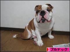 にほんブログ村 犬ブログ ブルドッグへ