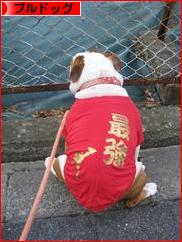 にほんブログ村 犬ブログ ブルドッグへ