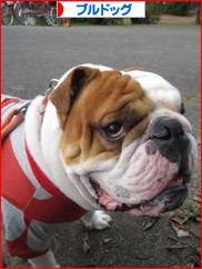 にほんブログ村 犬ブログ ブルドッグへ