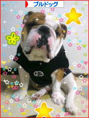 にほんブログ村 犬ブログ ブルドッグへ
