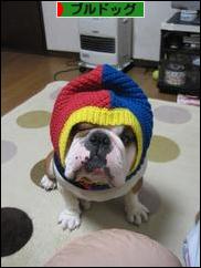 にほんブログ村 犬ブログ ブルドッグへ
