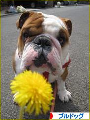 にほんブログ村 犬ブログ ブルドッグへ