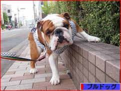 にほんブログ村 犬ブログ ブルドッグへ