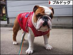 にほんブログ村 犬ブログ ブルドッグへ