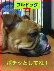 にほんブログ村 犬ブログ ブルドッグへ