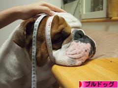 にほんブログ村 犬ブログ ブルドッグへ