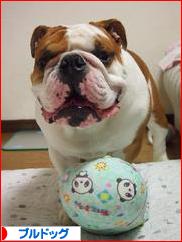にほんブログ村 犬ブログ ブルドッグへ