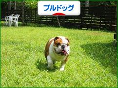 にほんブログ村 犬ブログ ブルドッグへ