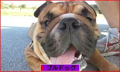 にほんブログ村 犬ブログ ブルドッグへ