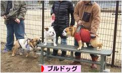 にほんブログ村 犬ブログ ブルドッグへ