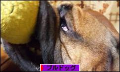 にほんブログ村 犬ブログ ブルドッグへ