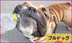 にほんブログ村 犬ブログ ブルドッグへ